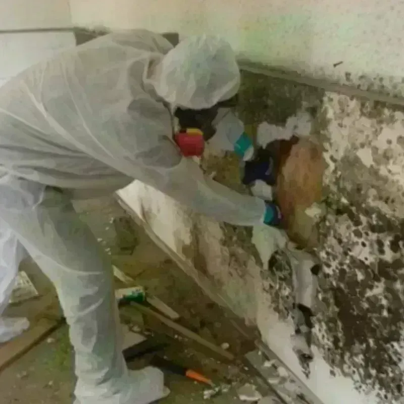 Mold Remediation and Removal in Muscatine, IA